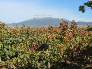 vinogradi Riohe u podnožju Kantabrijskih planina