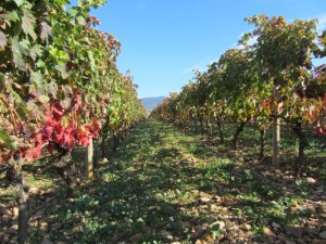 vinogradi Riohe
