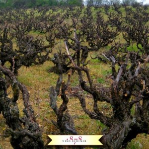 vinograd prokupca u vlasništvu vinarije Budimir
