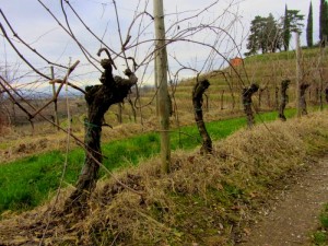 Old Picolit vines