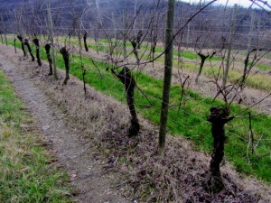 the oldest specimens of Picolit vines