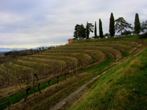 vinogradi u vlasništvu vinarije Rocca Bernarda