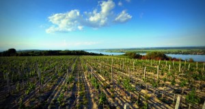 vineyards by the Danube-Matalj Winery (© M.Candir)