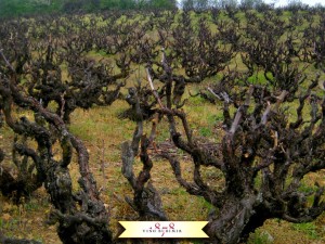 old Prokupac vineyard owned by Budimir winery