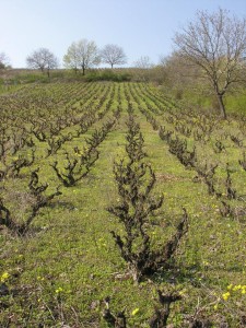 old vineyard owned by Radenković Cellar (© D. Jelić)