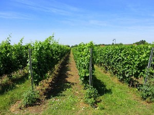 U vinogradu