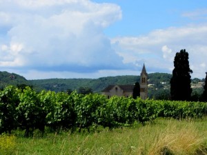 Vinogradi u Cahors-u