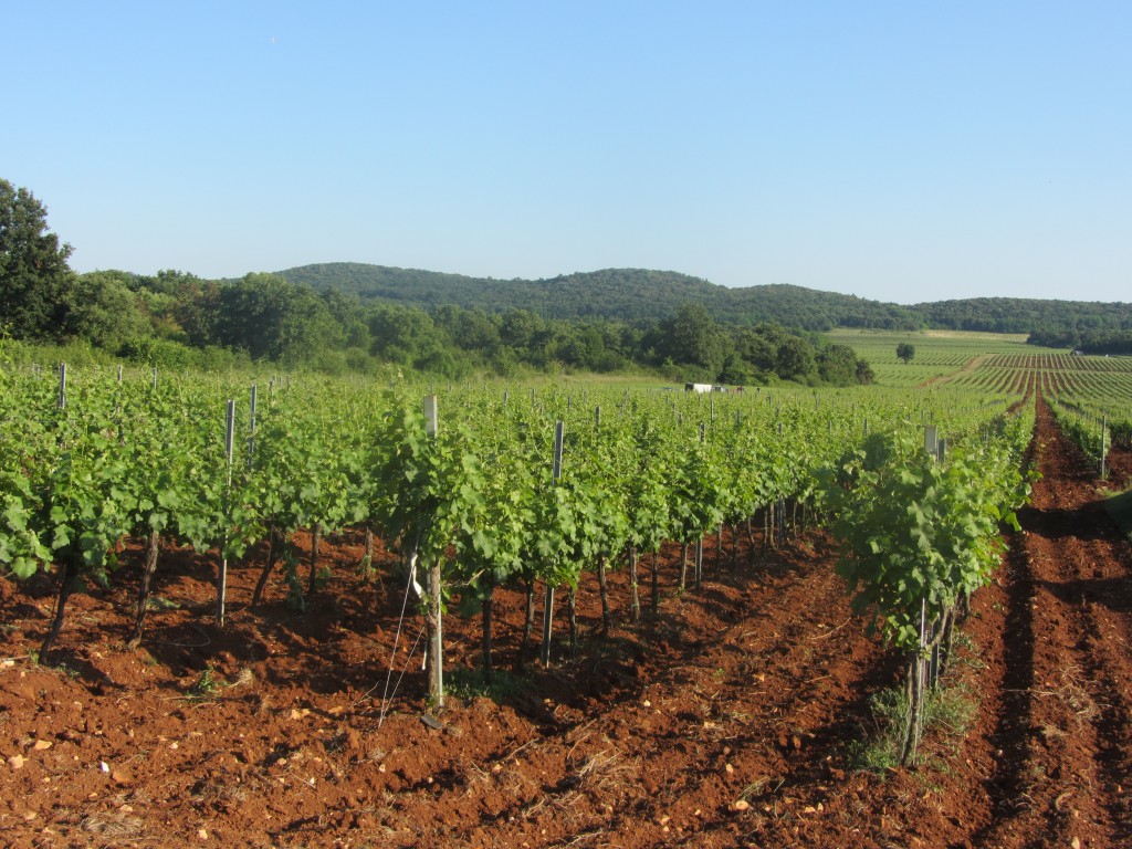 vinogradi Vina Laguna