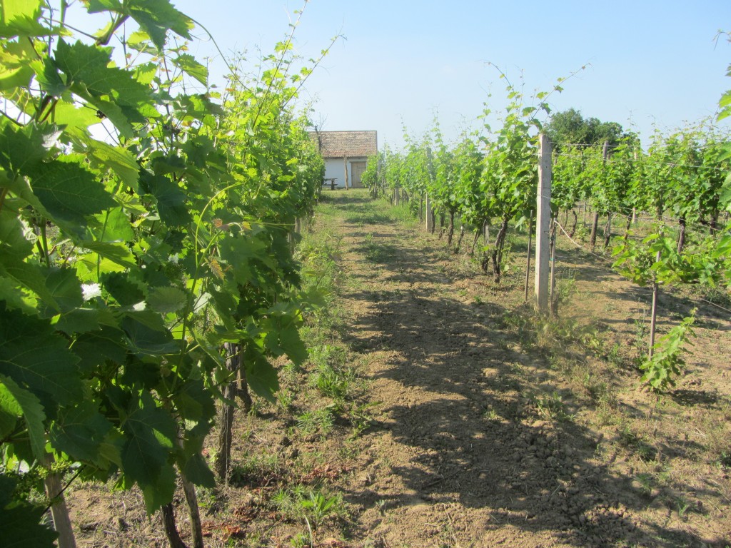 vinograd u Neštinu