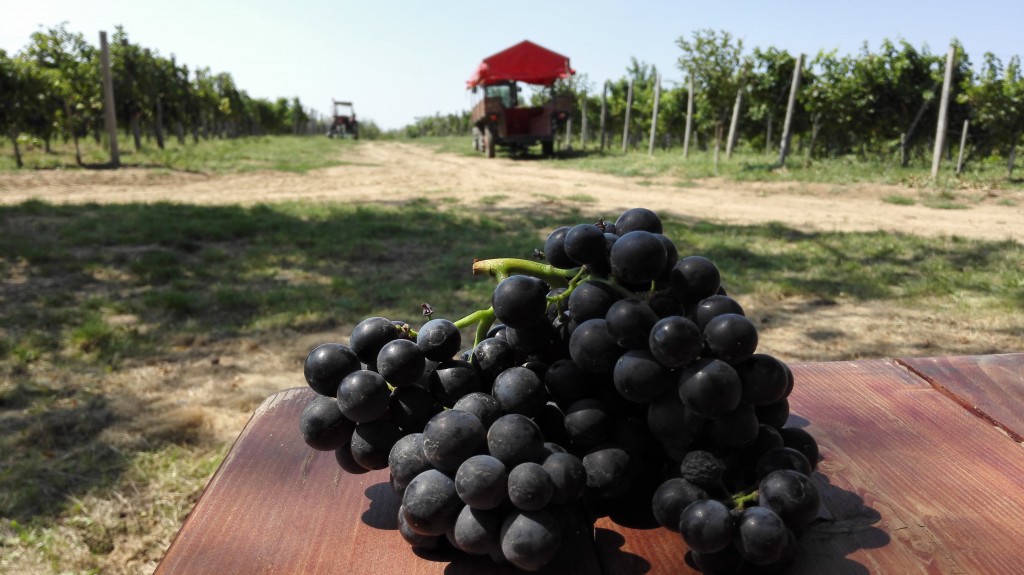 Portugieser harvest in Mačkov Podrum (Tomcat's Cellar)