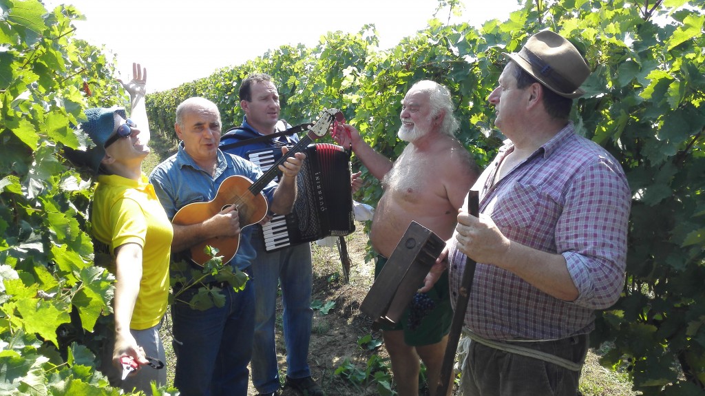 Berba Mačkov podrum