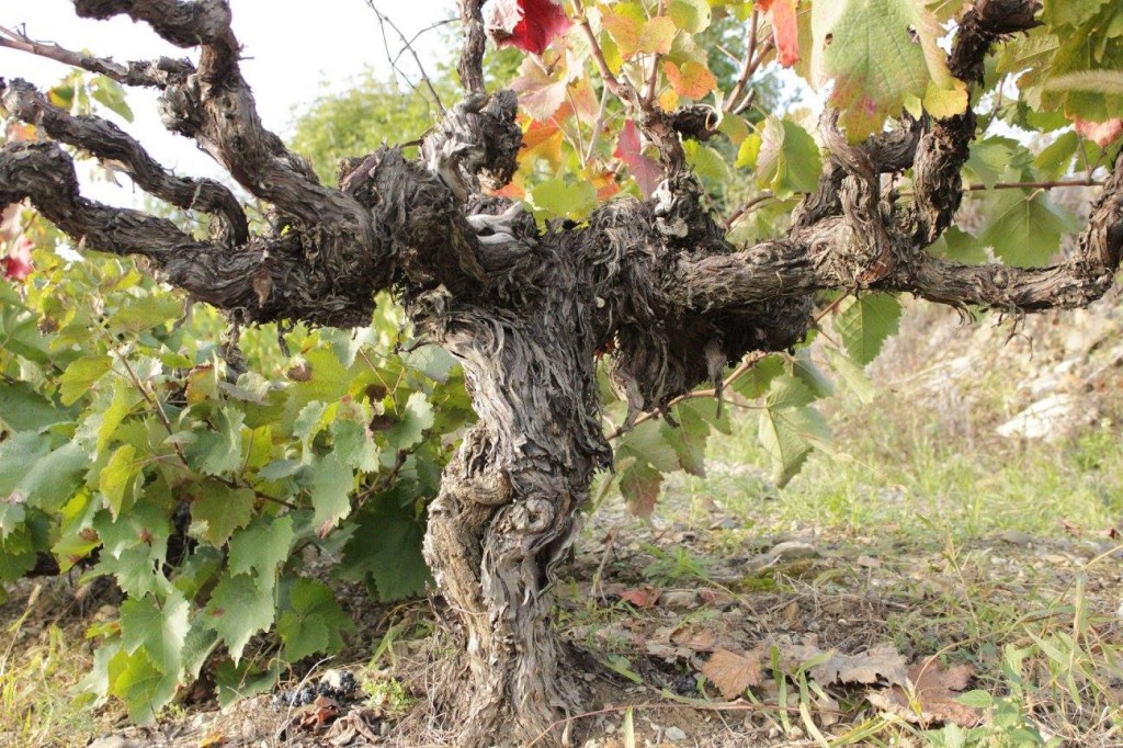 old vines (©Photographicon)