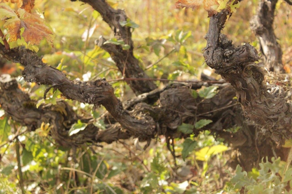 old vines (©Photographicon)