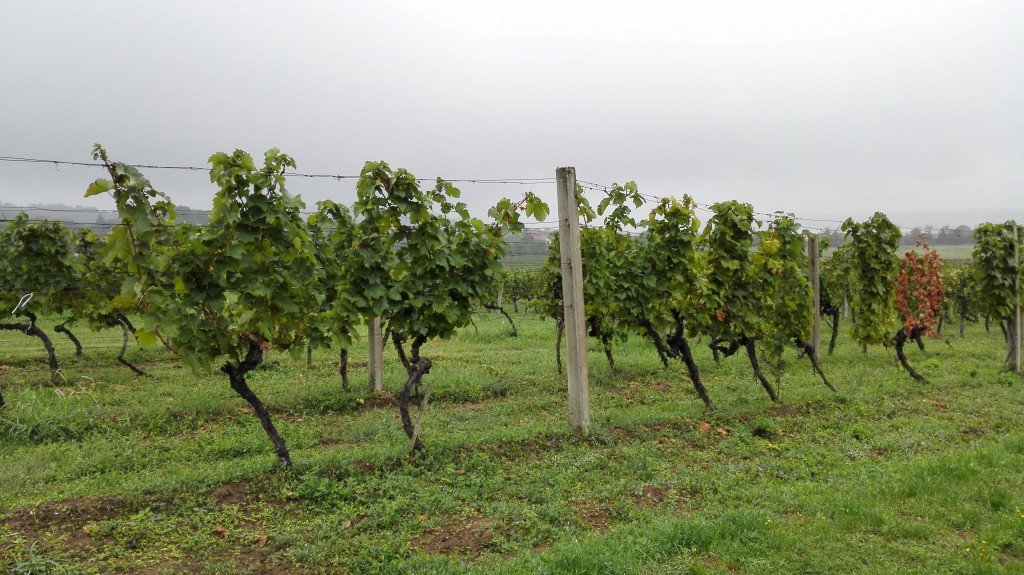 Kraljevi vinogradi
