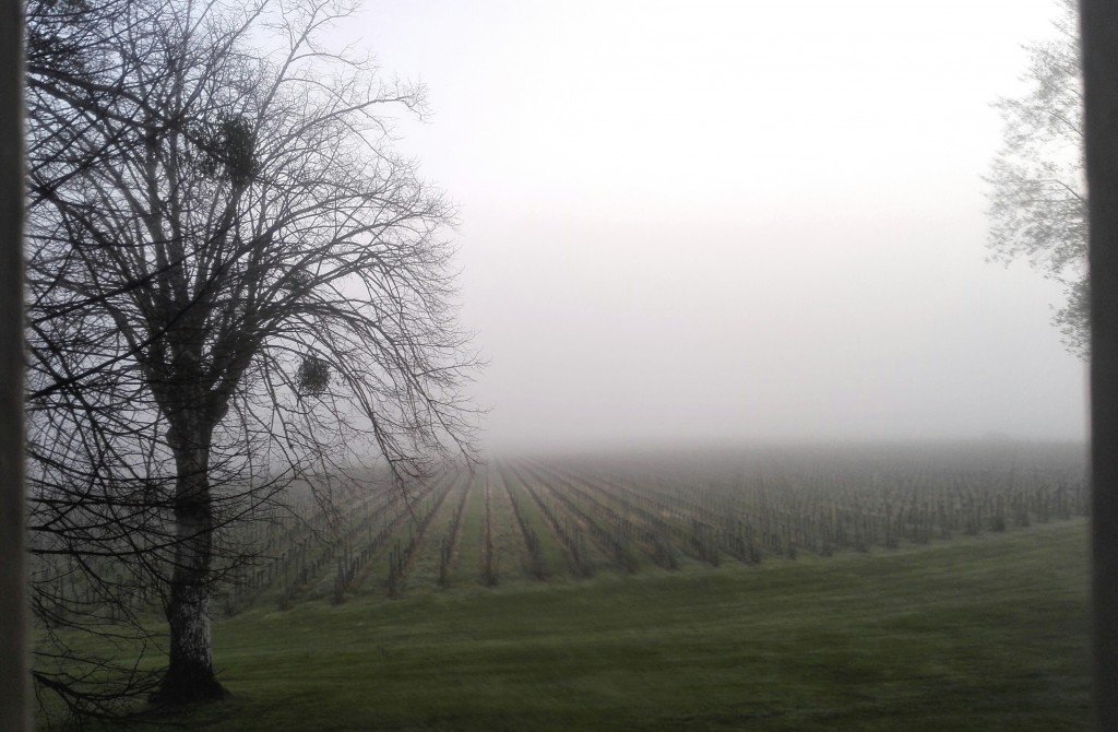 mist in the vineyard