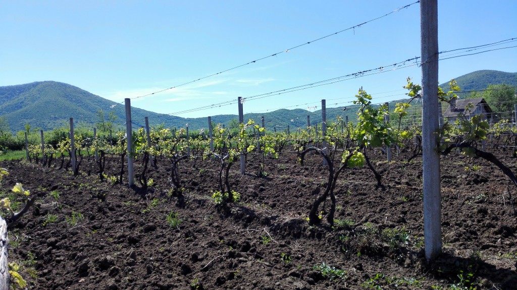 vinogradi Rnjak