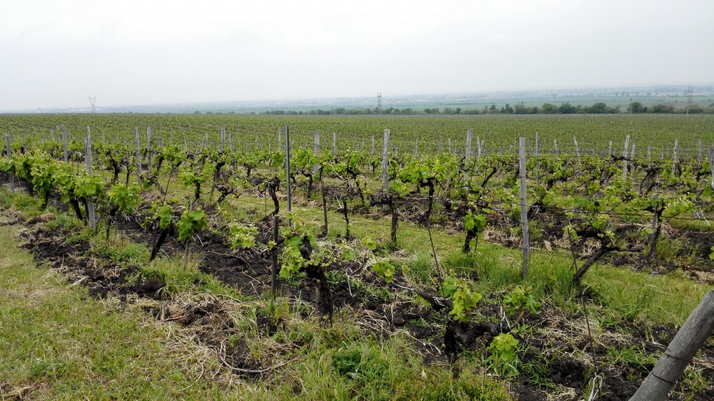 vinogradi vinarije Zagreus