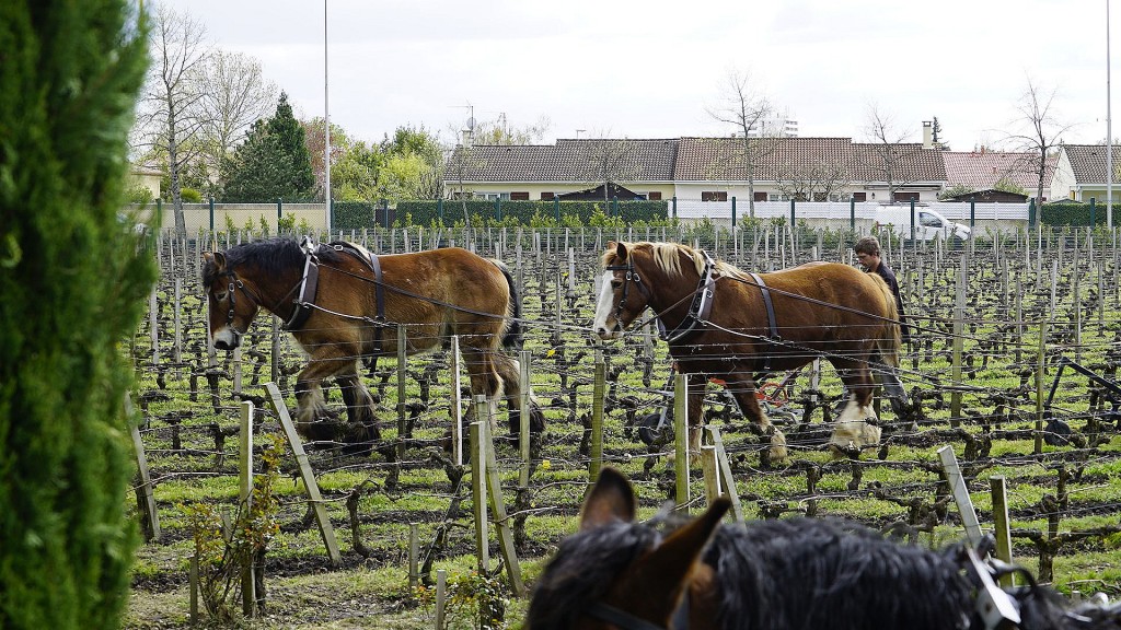 Chateau Pape Clement