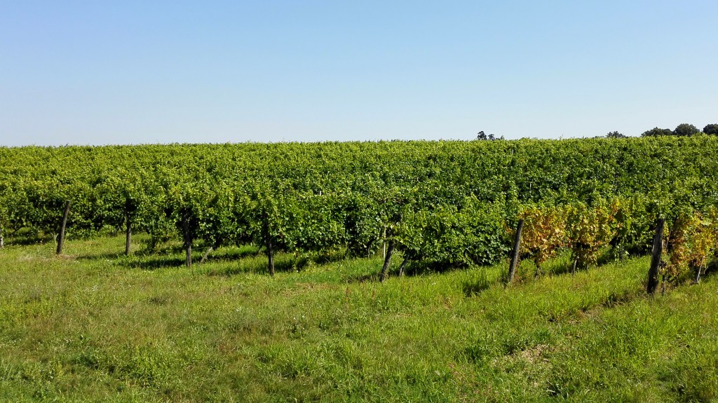 vineyards on the Serbian side of border