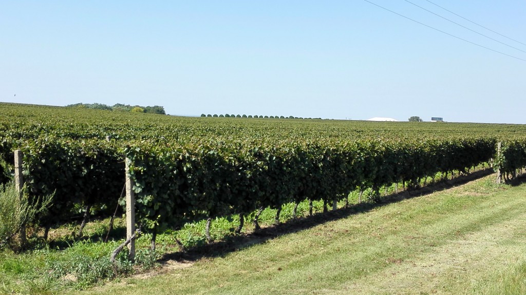 vineyards owned by Principovac estate (Croatia)