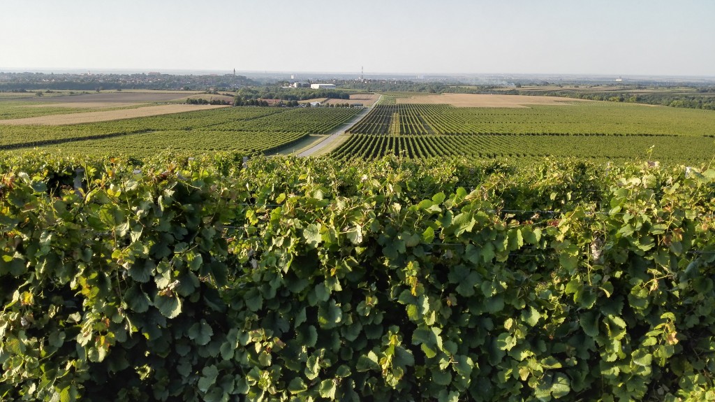 Vukovo vineyards