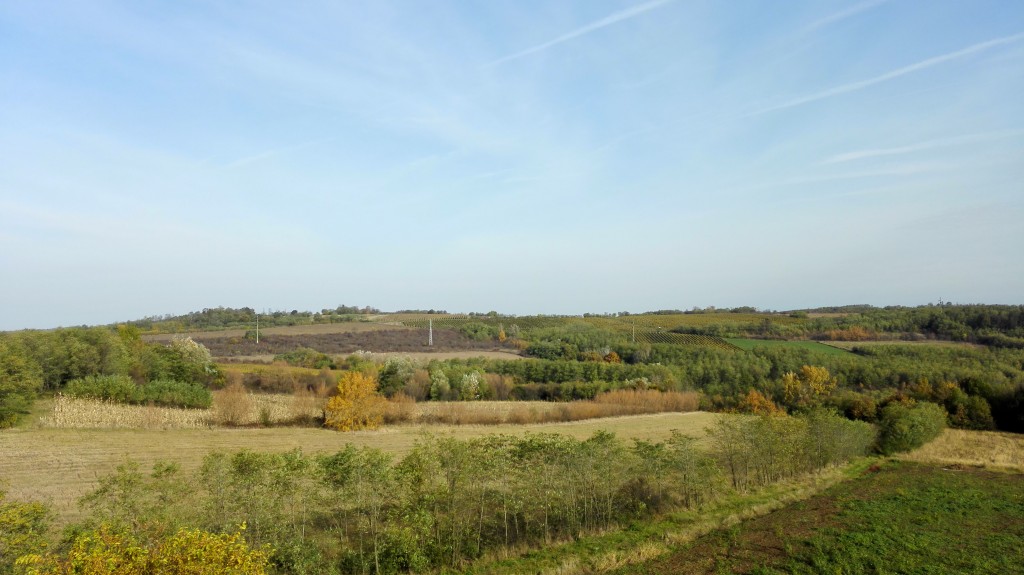 Virtus' vineyards on the plot called Konjušica