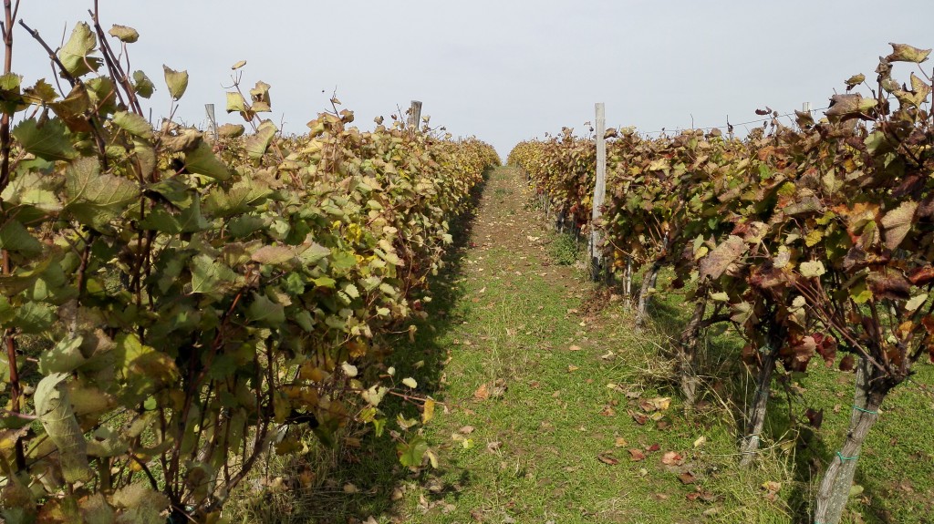 Prokupac vineyard