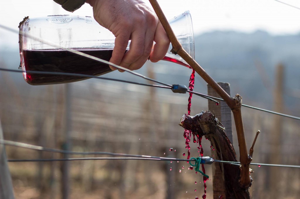 Saint Tryphon's Day in Topola, Šumadija (photo: Aleksandrović Winery)