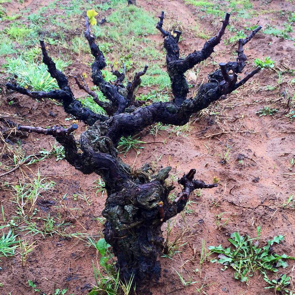 88-year-old Carignan vine in Moroccan vineyards