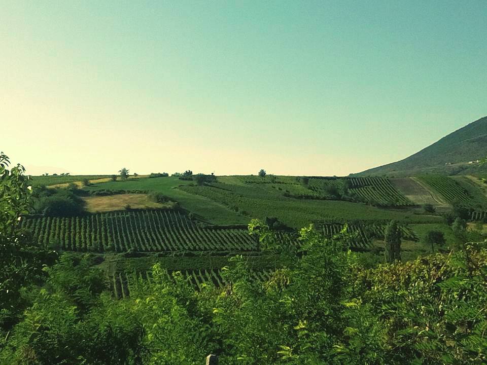 Vineyards owned by Antić Winery in Orahovac vinegrowing area