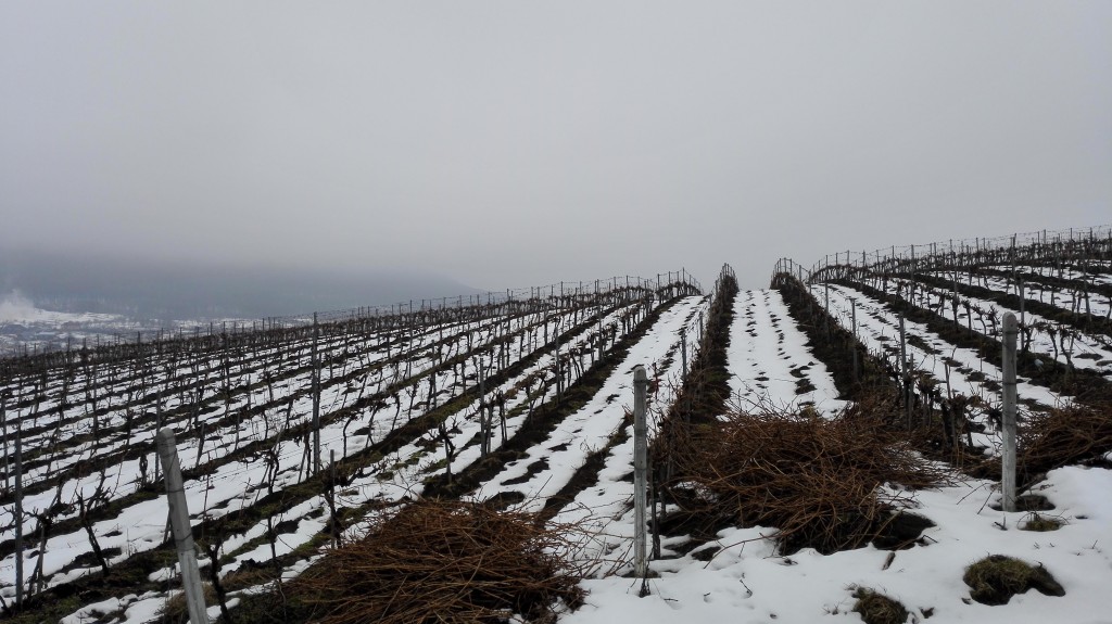 vinogradi Kotnari Vinske Kuće pod snegom