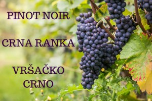 PINOT NOIR 