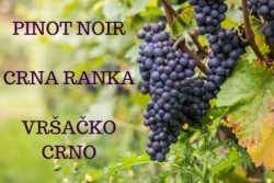 PINOT NOIR 