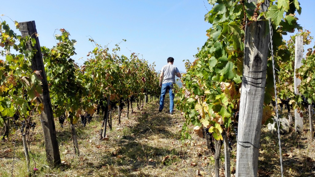 Merlot vineyard owned by Milan's Cellar on top of Varina hill