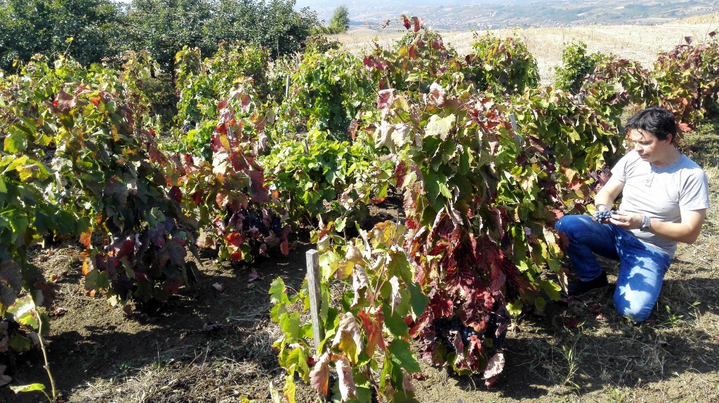 Experimental vineyard of Prokupac owned by Milan's Cellar on Varina hill