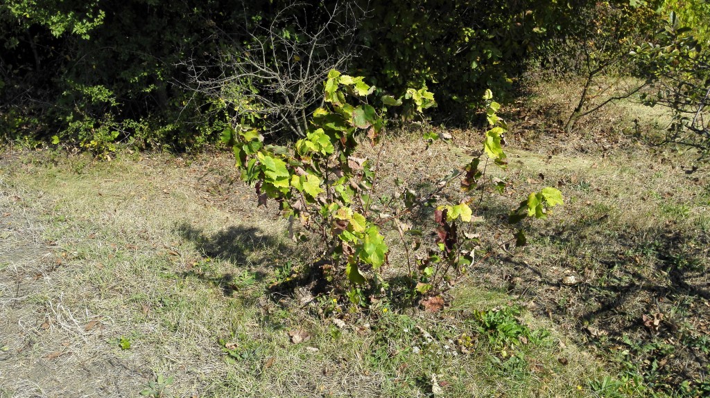 A lonely vine - witness to glorious past