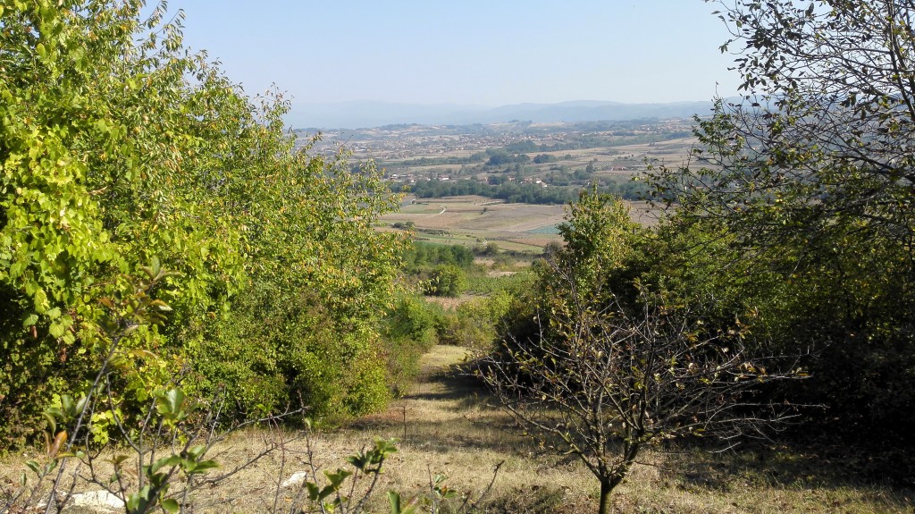 A plot owned by Milan's cellar on the southern slope intended for the future vineyard of Prokupac