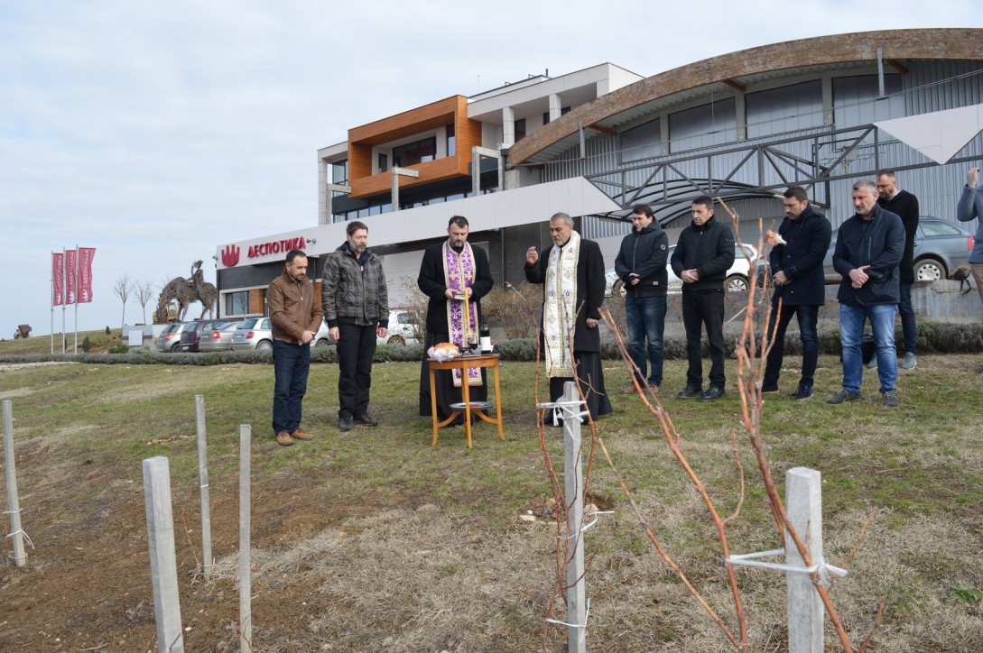 Dan Svetog Trifuna u Vlaškom Dolu (foto: vinarija Despotika)