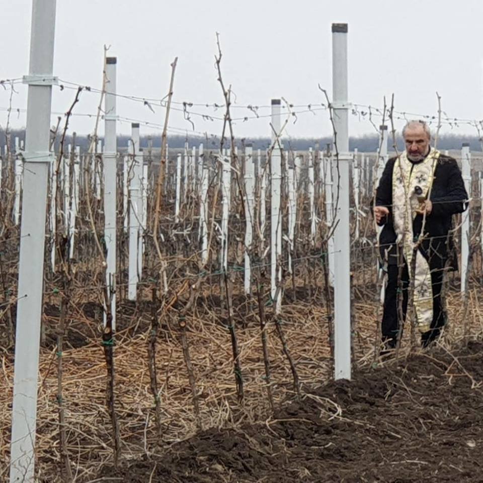 Dan Svetog Trifuna u vinariji Galot (foto: N. Vujačić)