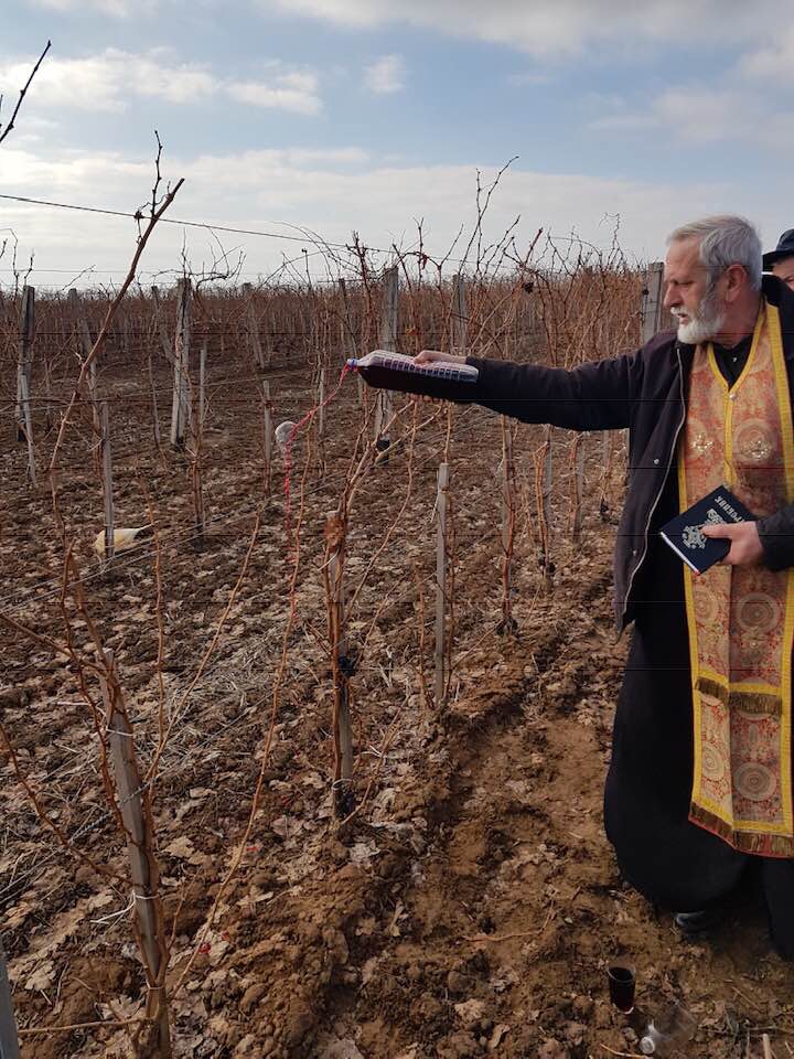 Dan Svetog Trifuna na Fruškoj gori (foto: vinarija Red Bird)