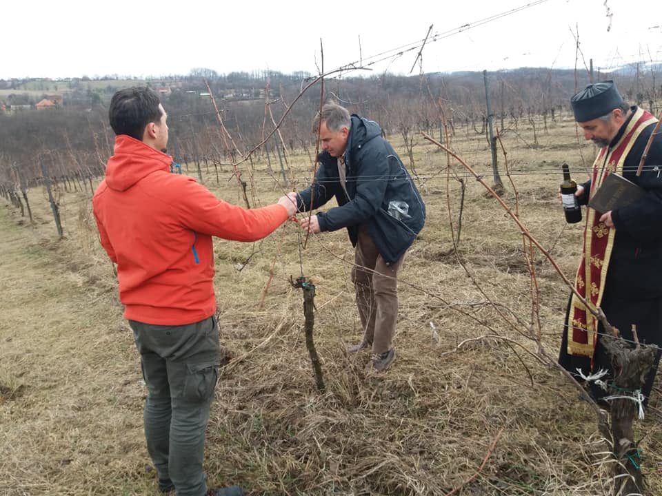 Dan Svetog Trifuna u Valjevu (foto: vinarija Jelić)